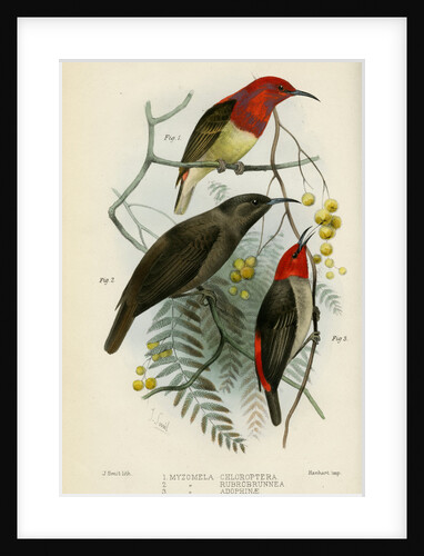 Honeyeaters by Joseph Smit