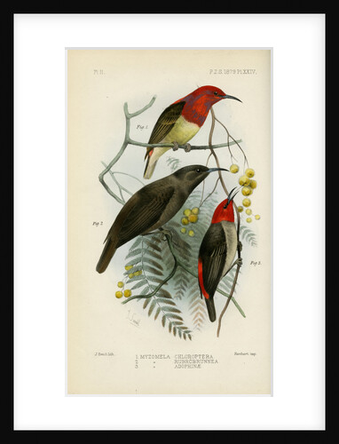 Honeyeaters by Joseph Smit