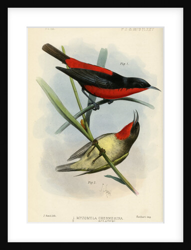 Honeyeaters by Joseph Smit