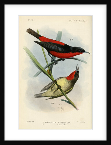 Honeyeaters by Joseph Smit