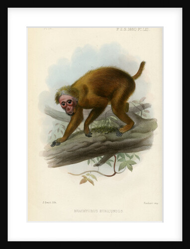Bald uakari by Joseph Smit