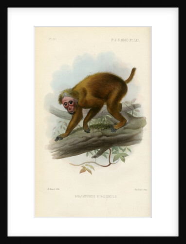 Bald uakari by Joseph Smit