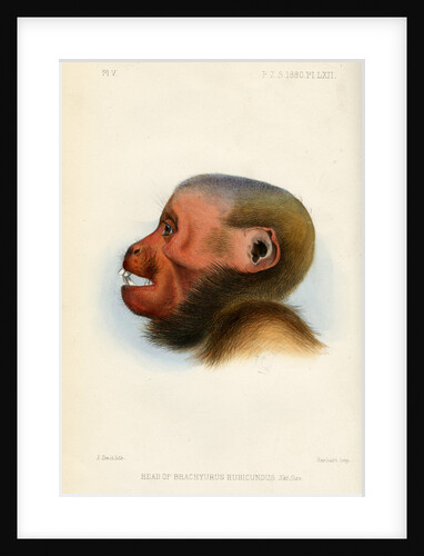 Head of the Bald uakari by Joseph Smit