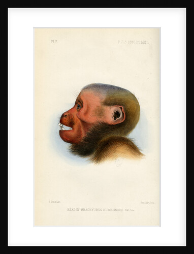 Head of the Bald uakari by Joseph Smit