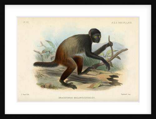 Golden-backed uakari by Joseph Smit