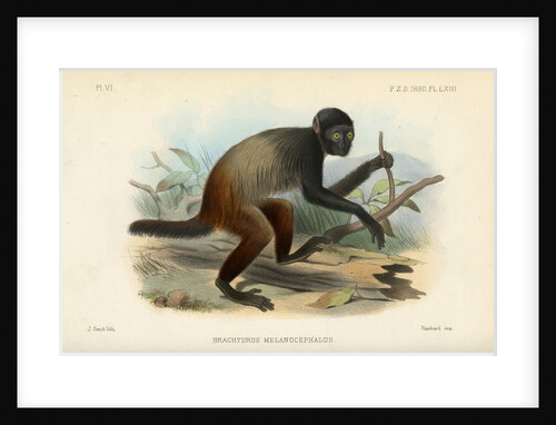 Golden-backed uakari by Joseph Smit