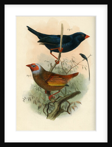 Indigobird and pytelia by Joseph Smit