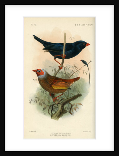 Indigobird and pytelia by Joseph Smit