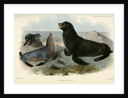 California sea lion by Joseph Smit
