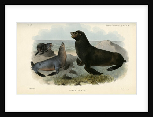 California sea lion by Joseph Smit