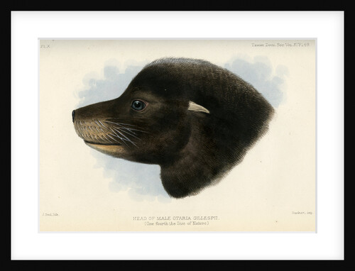 Head of the California sea lion by Joseph Smit