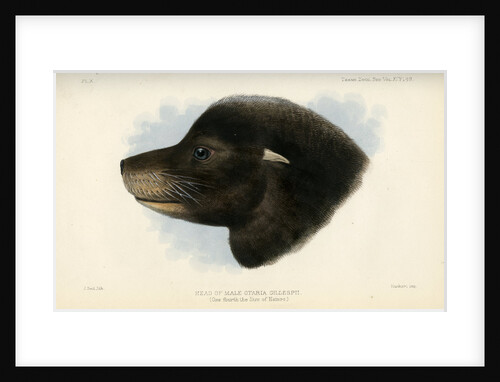 Head of the California sea lion by Joseph Smit