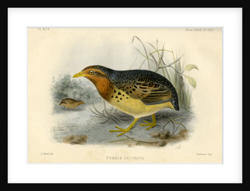 Red-backed button quail by Joseph Smit