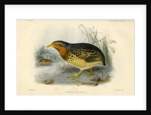 Red-backed button quail by Joseph Smit