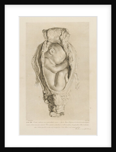 Foetus in the womb by Christian von Mechel