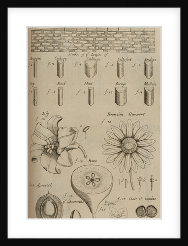 Beech wood, lily and pear by After Nehemiah Grew