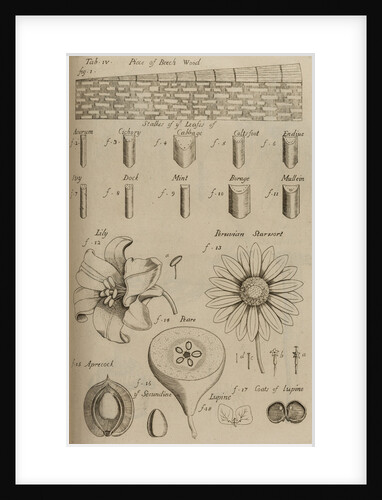 Beech wood, lily and pear by After Nehemiah Grew