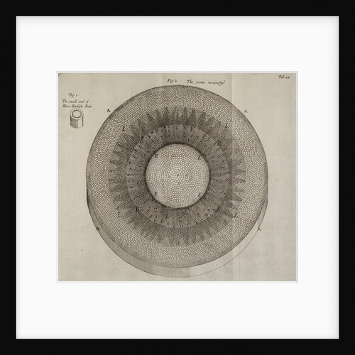 'Horseradish root' by After Nehemiah Grew