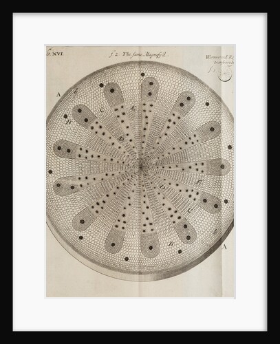 ‘Wormwood root’ by After Nehemiah Grew