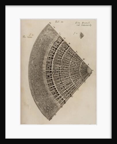 'Elm branch' by After Nehemiah Grew