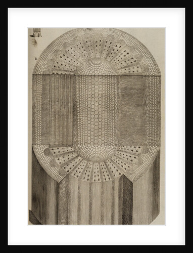 ‘Vine branch’ by After Nehemiah Grew