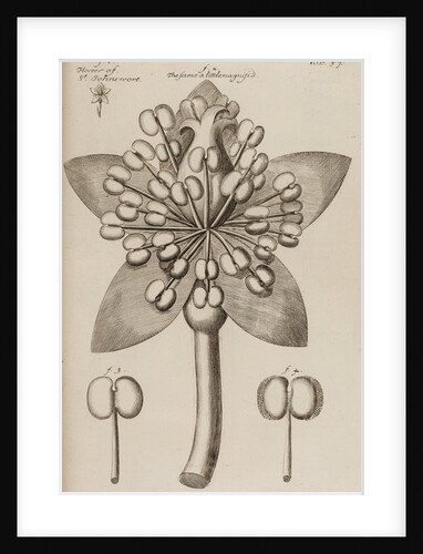 St. John’s wort by After Nehemiah Grew
