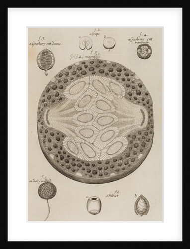 Gooseberry, grape, cherry and filbert by After Nehemiah Grew