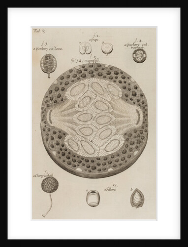 Gooseberry, grape, cherry and filbert by After Nehemiah Grew