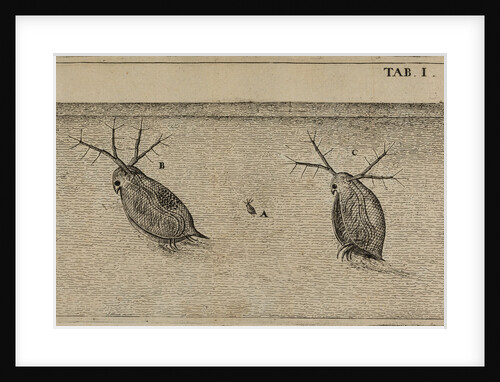 Water fleas by Jan Swammerdam