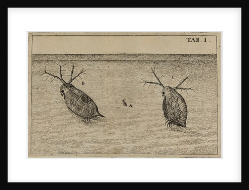 Water fleas by Jan Swammerdam