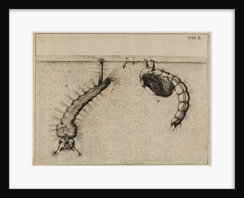 Mosquito larvae and pupa by Jan Swammerdam