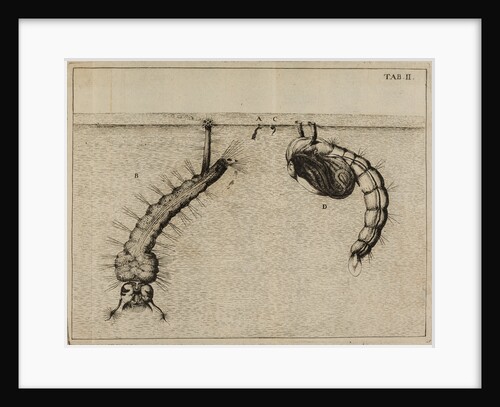 Mosquito larvae and pupa by Jan Swammerdam
