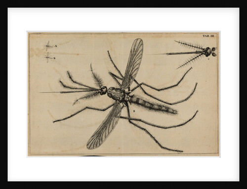 Mosquito by Jan Swammerdam