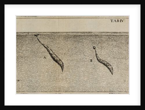 Water worms' by Jan Swammerdam