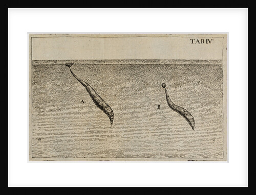 'Water worms' by Jan Swammerdam
