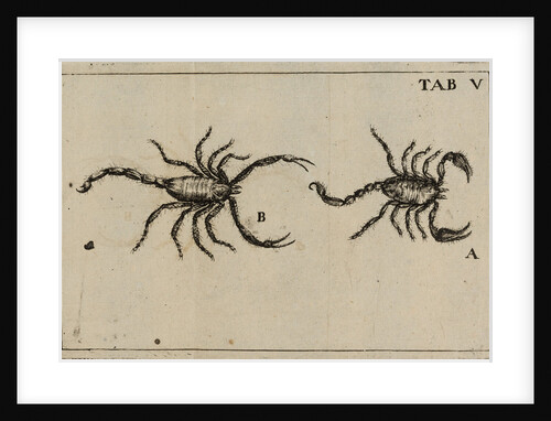 Scorpions by Jan Swammerdam