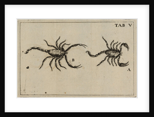 Scorpions by Jan Swammerdam