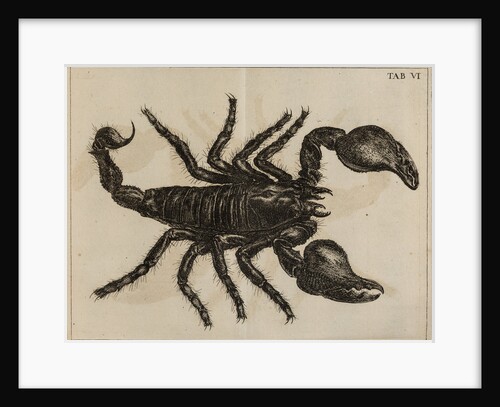Scorpion by Jan Swammerdam