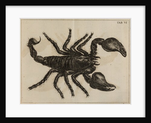 Scorpion by Jan Swammerdam