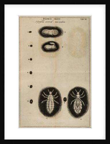 Life cycle of a louse by Jan Swammerdam
