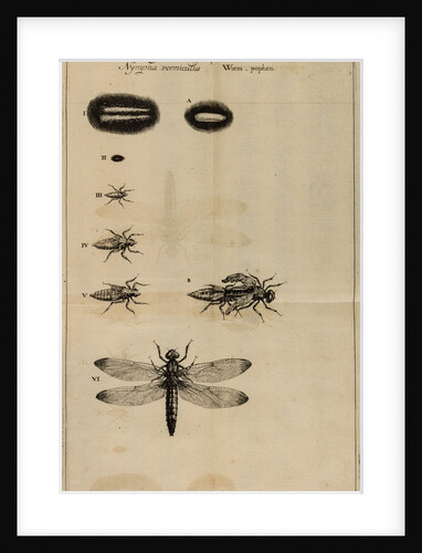 Life cycle of a dragonfly by Jan Swammerdam