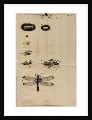 Life cycle of a dragonfly by Jan Swammerdam