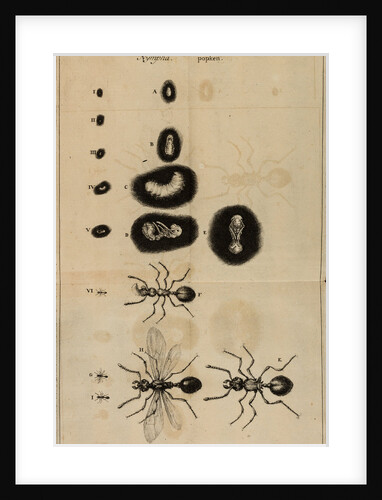 Life cycle of an ant by Jan Swammerdam