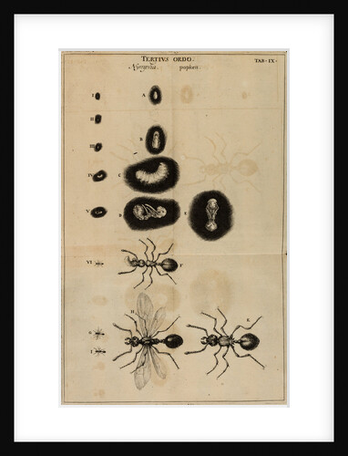 Life cycle of an ant by Jan Swammerdam