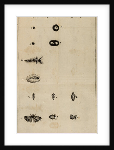 Life cycle of a butterfly by Jan Swammerdam