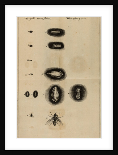 Life cycle of a fly by Jan Swammerdam