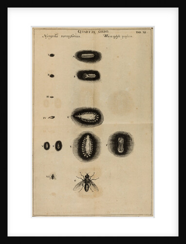 Life cycle of a fly by Jan Swammerdam