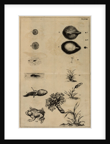 Life cycle of a frog and a plant by Jan Swammerdam