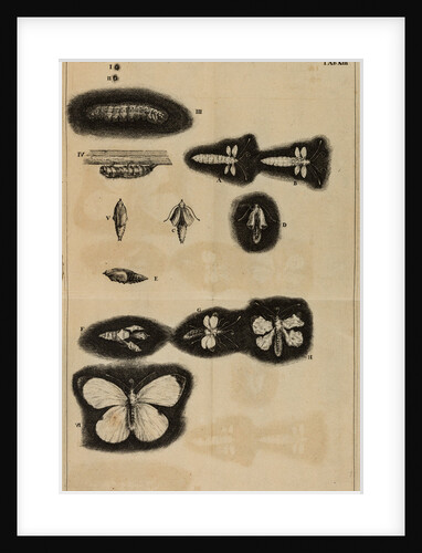 Life cycle of a moth by Jan Swammerdam