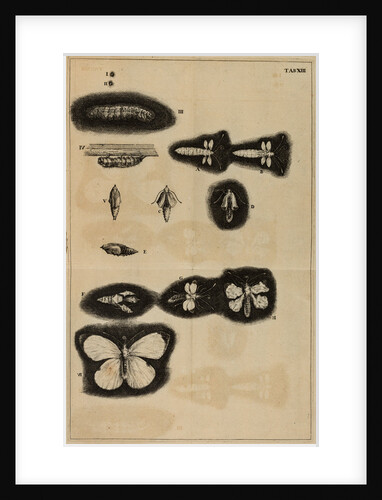 Life cycle of a moth by Jan Swammerdam